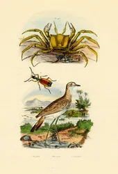 Geisterkrabbe